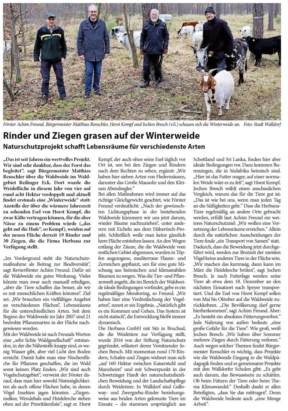 Rinder und Ziegen grasen auf der Winterweide Naturschutzprojekt schafft Lebensräume für verschiedenste Arten „Das ist seit Jahren ein wertvolles Projekt. Wir sind sehr dankbar, dass der Forst das begleitet“, sagt Bürgermeister Matthias Renschler über die Waldweide im Waldgebiet Reilinger Eck. Dort wurde die Weidefläche in diesem Jahr von vier auf rund acht Hektar verdoppelt und aktuell findet erstmals eine „Winterweide“ statt: Anstelle der über die wärmere Jahreszeit zu sehenden Esel von Horst Kempf, die zwar Kälte vertragen können, für die aber Nässe zu einem Problem würde („das geht auf die Hufe“, so Kempf), weiden auf der neuen Fläche derzeit 19 Rinder und 30 Ziegen, die die Firma Herbana zur Verfügung stellt.