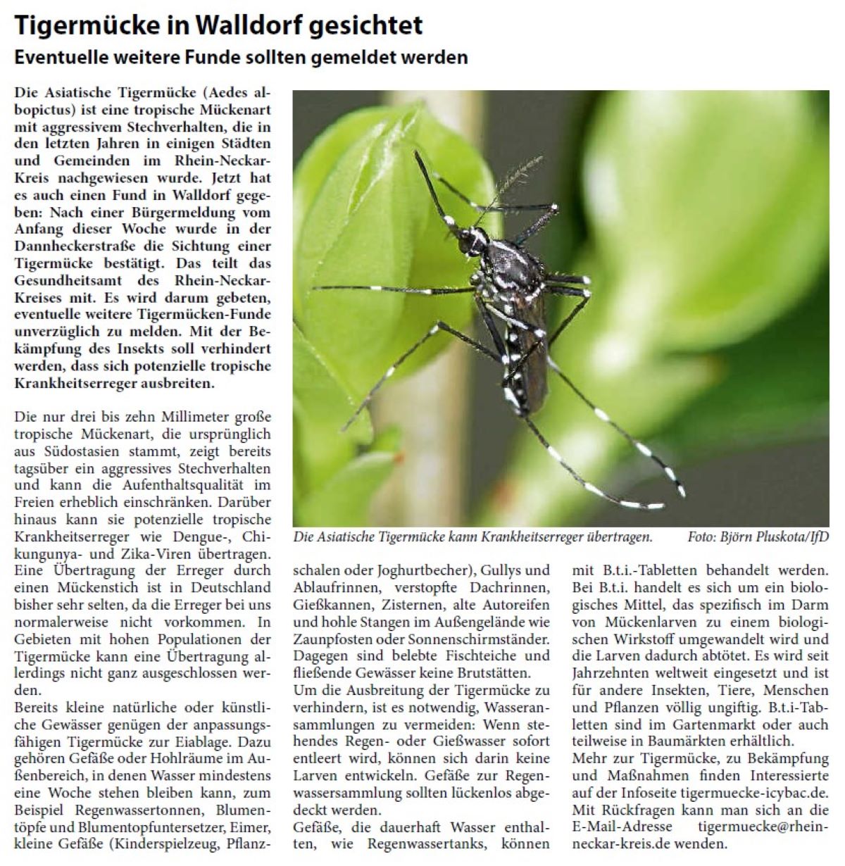 Tigermücke in Walldorf gesichtet Eventuelle weitere Funde sollten gemeldet werden Die Asiatische Tigermücke (Aedes albopictus) ist eine tropische Mückenart mit aggressivem Stechverhalten, die in den letzten Jahren in einigen Städten und Gemeinden im Rhein-Neckar- Kreis nachgewiesen wurde. Jetzt hat es auch einen Fund in Walldorf gegeben: Nach einer Bürgermeldung vom Anfang dieser Woche wurde in der Dannheckerstraße die Sichtung einer Tigermücke bestätigt. Das teilt das Gesundheitsamt des Rhein-Neckar- Kreises mit. Es wird darum gebeten, eventuelle weitere Tigermücken-Funde unverzüglich zu melden. Mit der Bekämpfung des Insekts soll verhindert werden, dass sich potenzielle tropische Krankheitserreger ausbreiten.