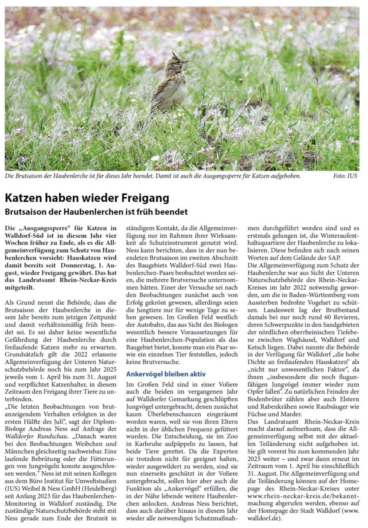 Katzen haben wieder Freigang Brutsaison der Haubenlerchen ist früh beendet Die „Ausgangssperre“ für Katzen in Walldorf-Süd ist in diesem Jahr vier Wochen früher zu Ende, als es die Allgemeinverfügung zum Schutz von Haubenlerchen vorsieht: Hauskatzen wird damit bereits seit Donnerstag, 1. August, wieder Freigang gewährt. Das hat das Landratsamt Rhein-Neckar-Kreis mitgeteilt.