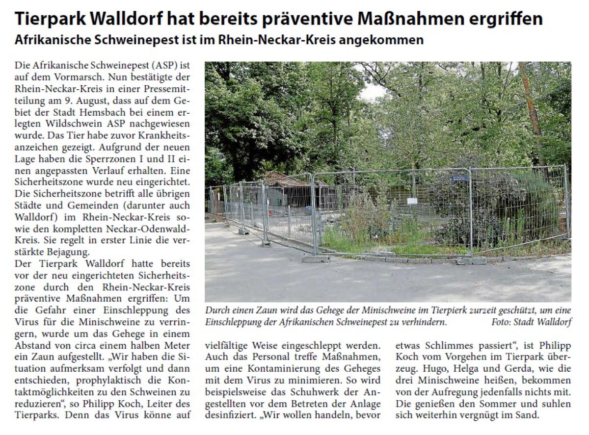 Tierpark Walldorf hat bereits präventive Maßnahmen ergriffen Afrikanische Schweinepest ist im Rhein-Neckar-Kreis angekommen Die Afrikanische Schweinepest (ASP) ist auf dem Vormarsch. Nun bestätigte der Rhein-Neckar-Kreis in einer Pressemitteilung am 9. August, dass auf dem Gebiet der Stadt Hemsbach bei einem erlegten Wildschwein ASP nachgewiesen wurde. Das Tier habe zuvor Krankheitsanzeichen gezeigt. Aufgrund der neuen Lage haben die Sperrzonen I und II einen angepassten Verlauf erhalten. Eine Sicherheitszone wurde neu eingerichtet. Die Sicherheitszone betrifft alle übrigen Städte und Gemeinden (darunter auch Walldorf) im Rhein-Neckar-Kreis sowie den kompletten Neckar-Odenwald- Kreis.