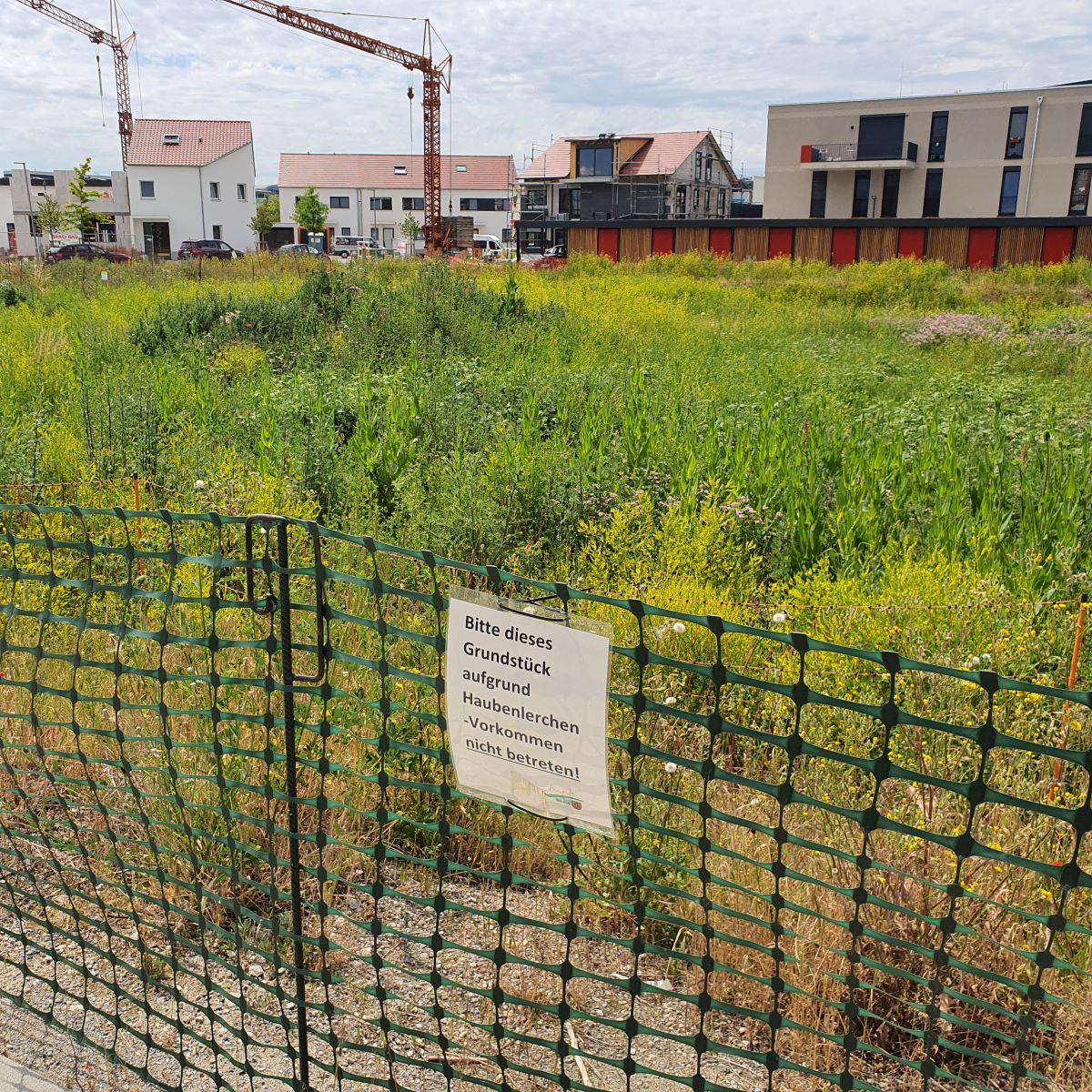 Abgesperrte Bauplätze in Walldorf Süd II wegen Haubenlerchen | Foto: Dr. Clemens Kriesel